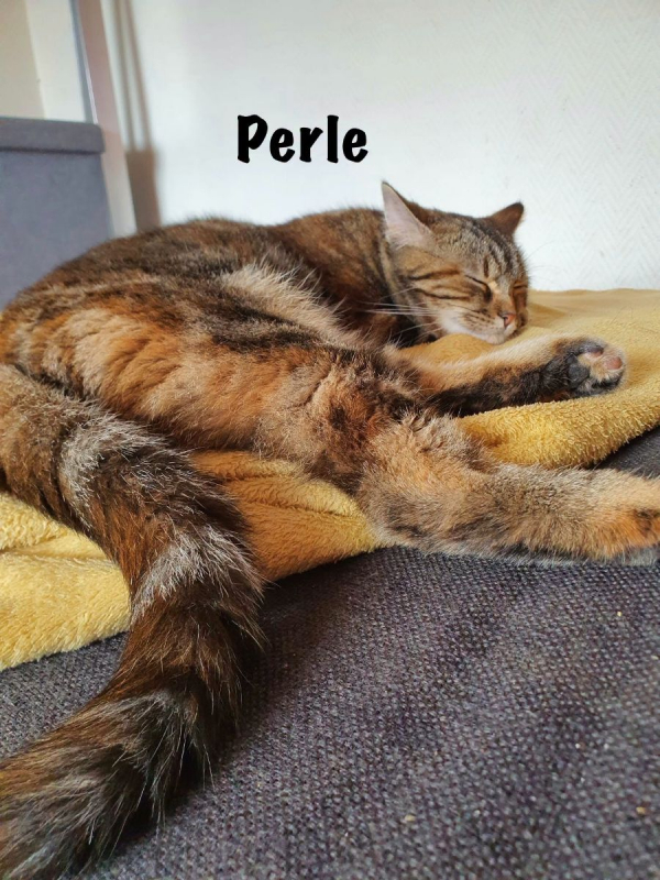 Photo #2 de PERLE