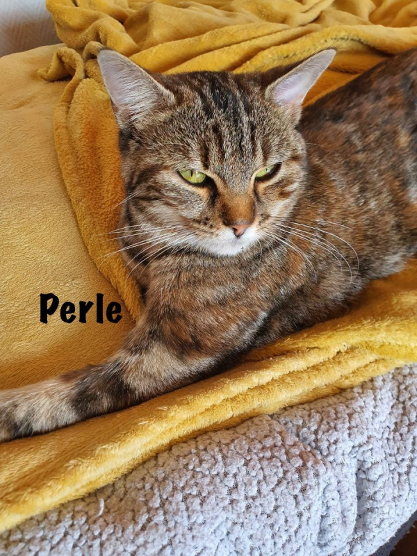 Photo #7 de PERLE