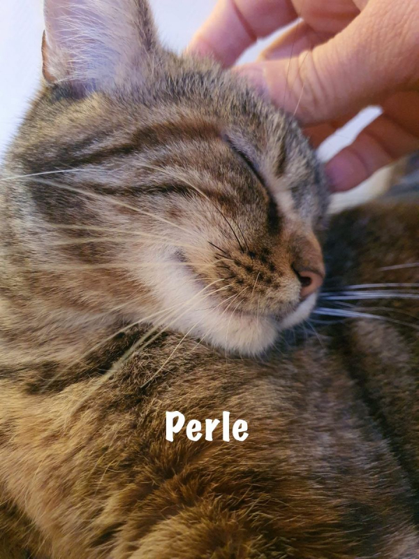 Photo #4 de PERLE