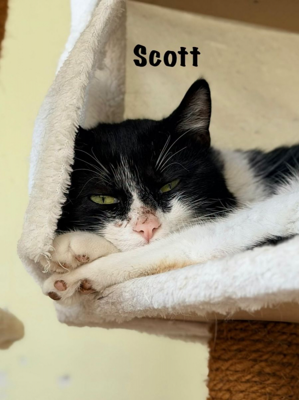 Photo #1 de SCOTT