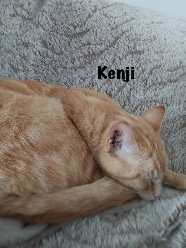 Photo #6 de KENJI