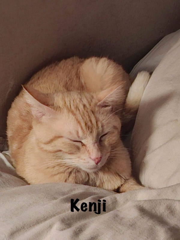 Photo #2 de KENJI