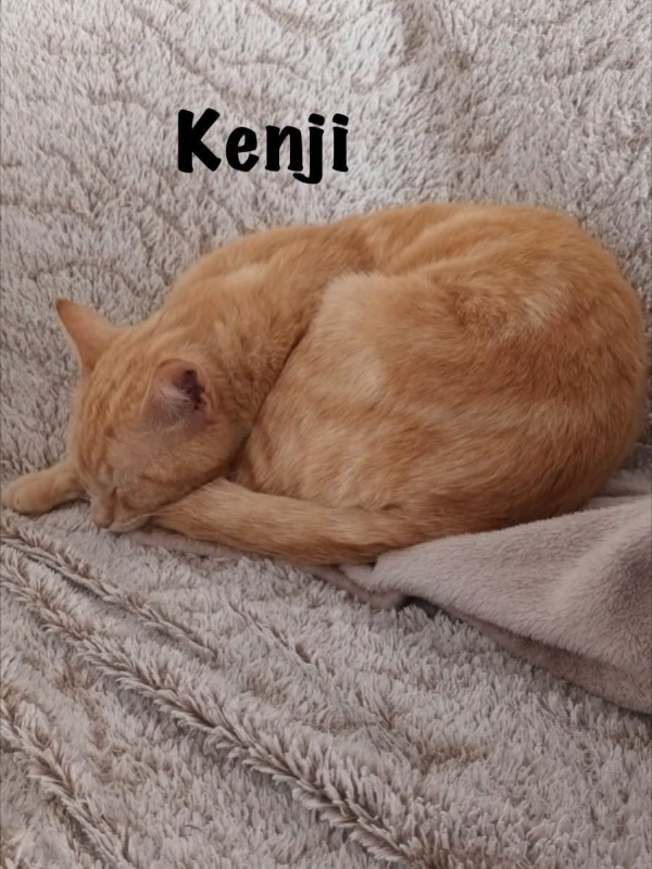 Photo #7 de KENJI