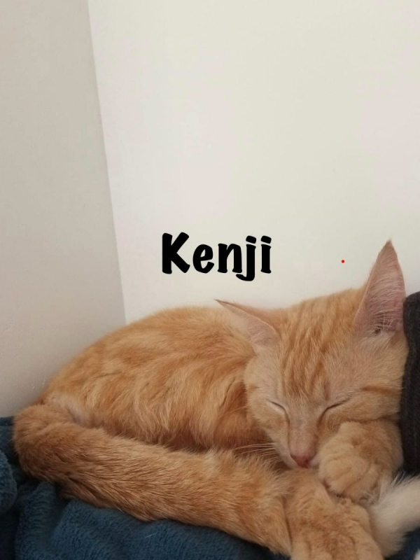 Photo #5 de KENJI