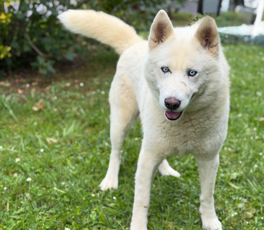Photo de Phantom