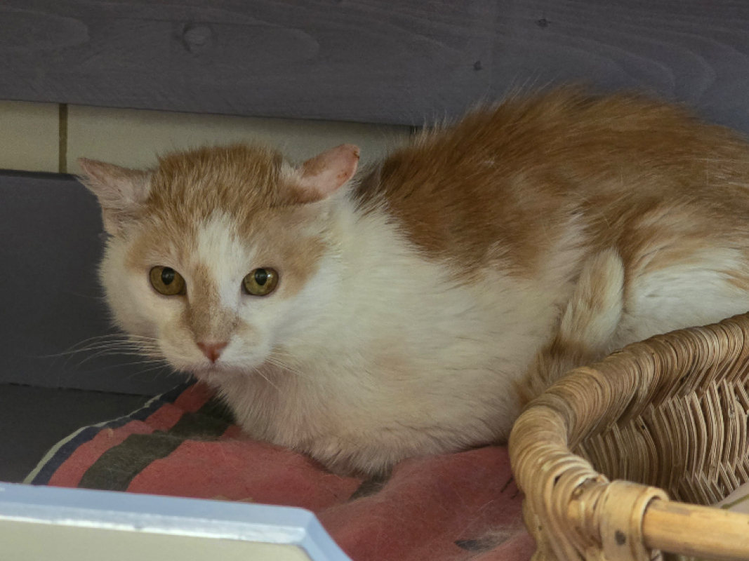 Gilian - Chat Européen à adopter