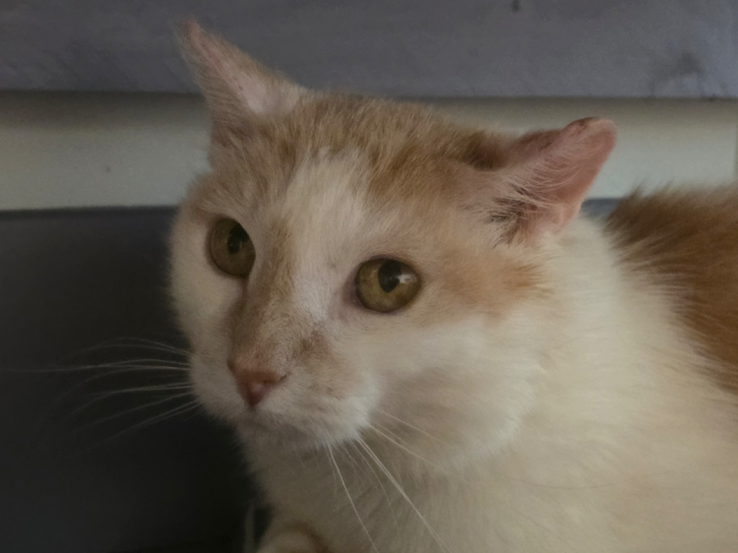Gilian - Chat Européen à adopter - photo 2