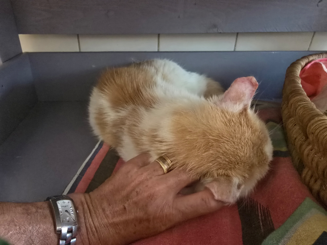 Gilian - Chat Européen à adopter - photo 3