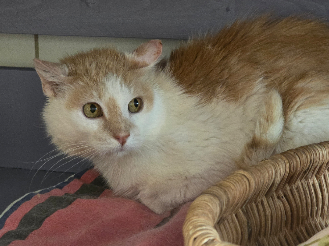 Gilian - Chat Européen à adopter - photo 4