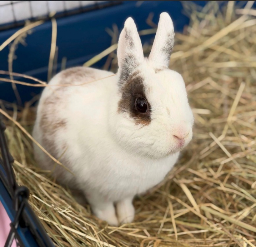 Photo de Caramel