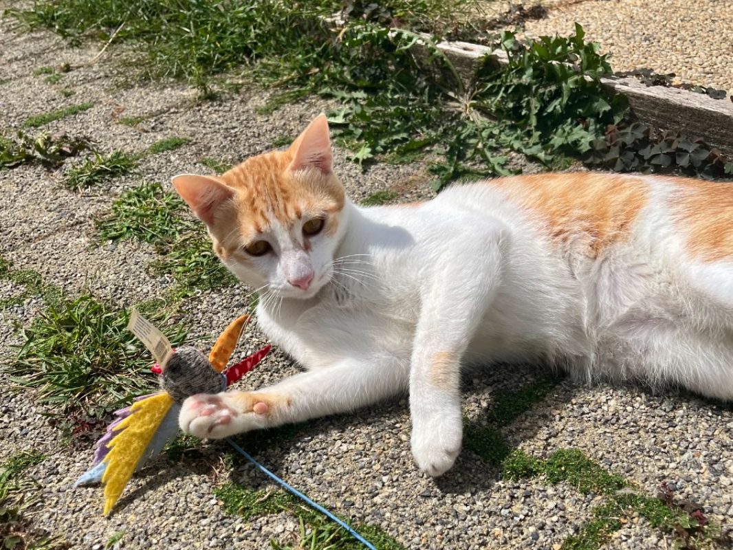 Dino - Chat Européen à adopter