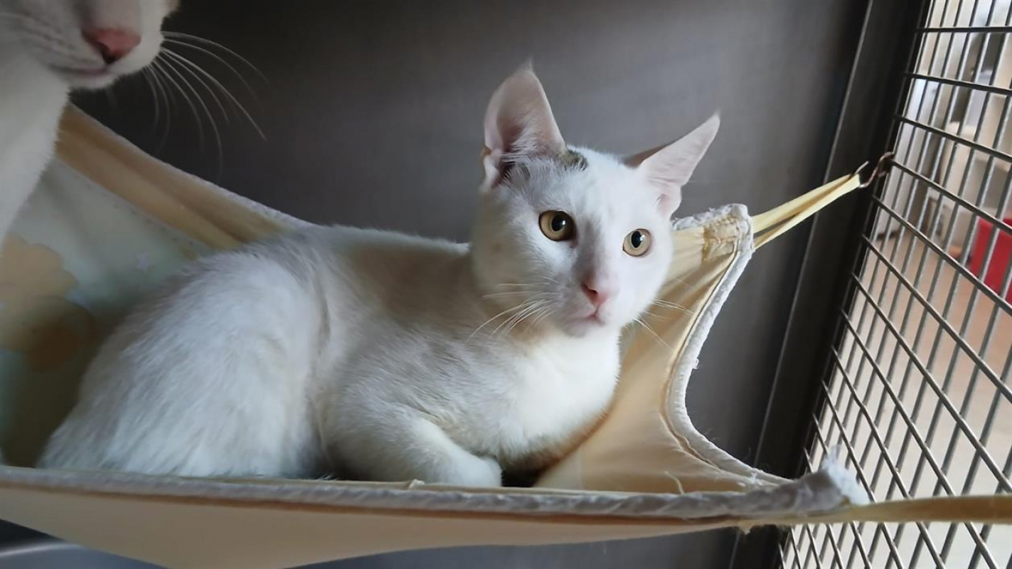 Photo de Snowy