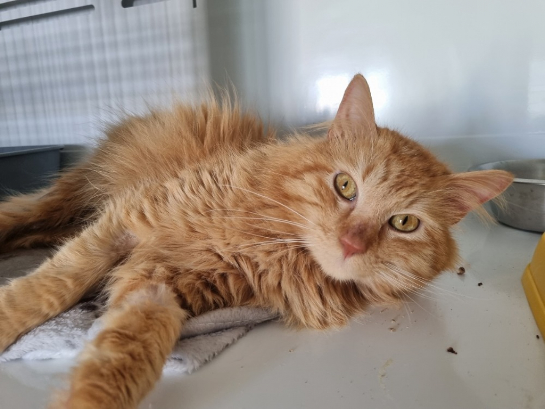 Photo #2 de Simba