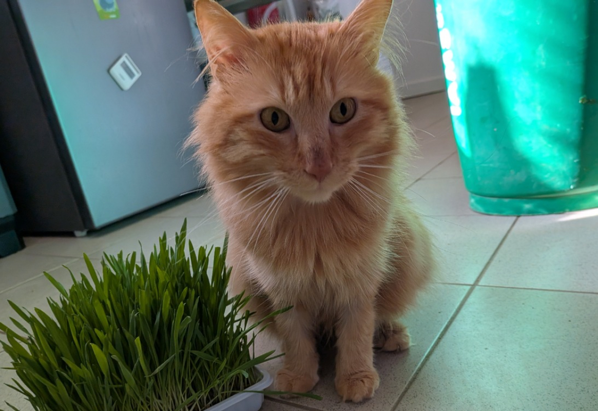Photo #3 de Simba