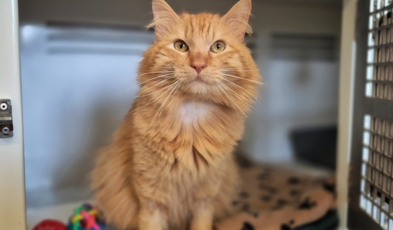 Simba - Chat Européen à adopter