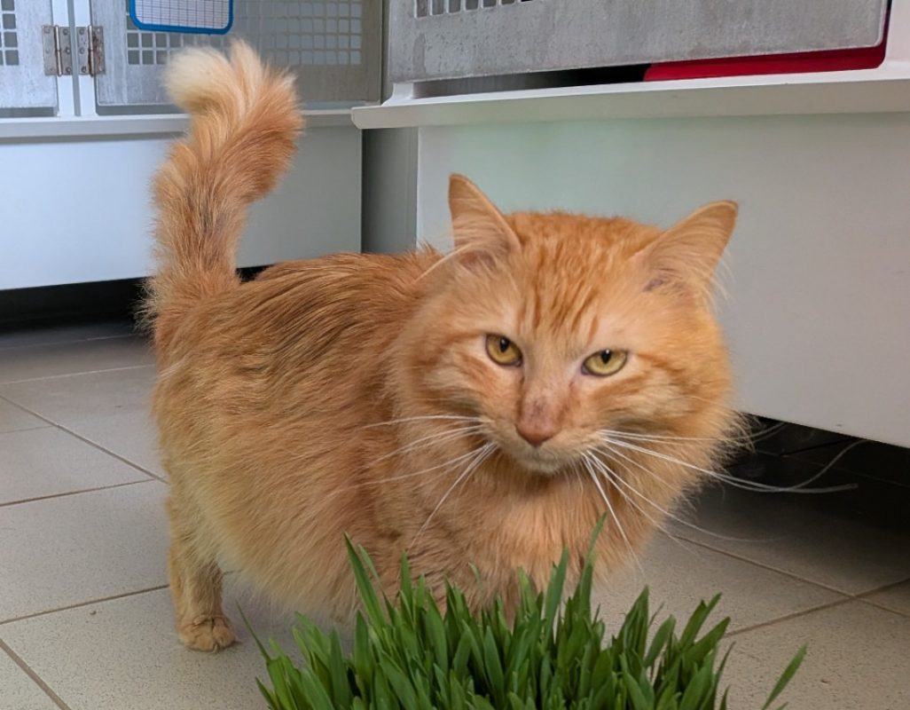Simba - Chat Européen à adopter - photo 2