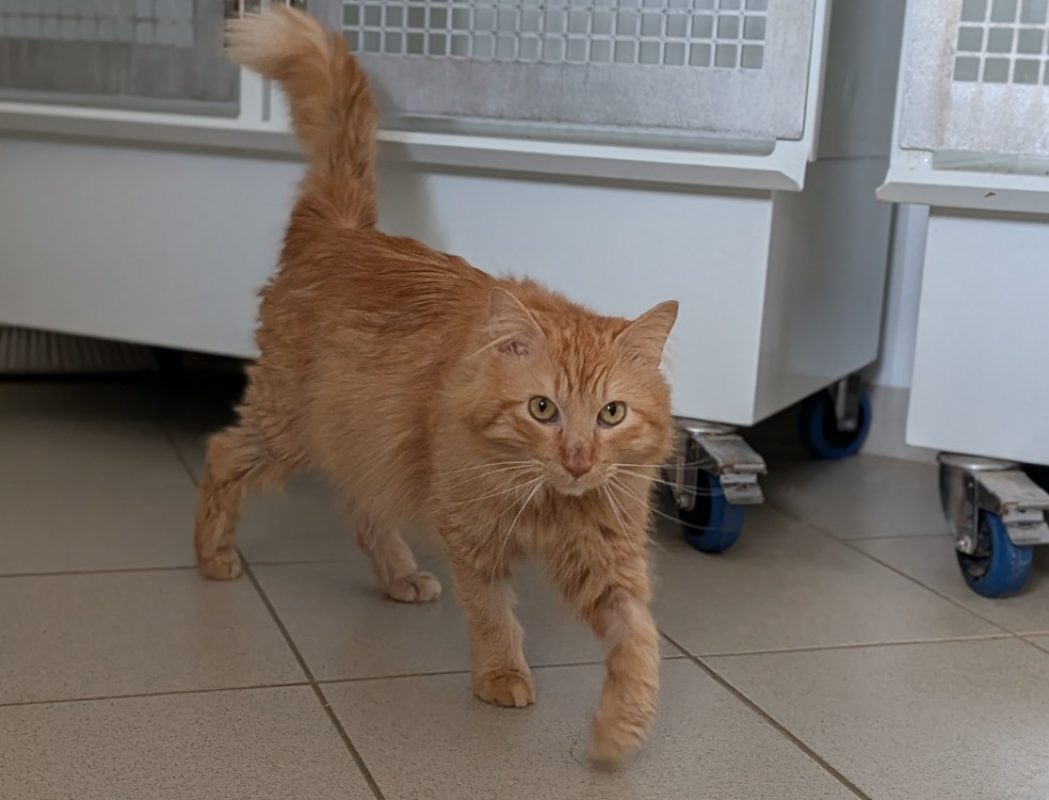 Simba - Chat Européen à adopter - photo 3