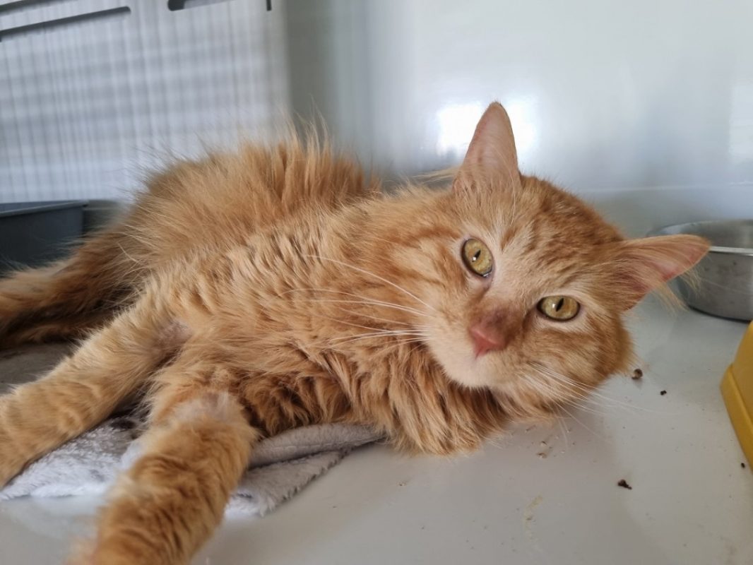 Simba - Chat Européen à adopter - photo 4
