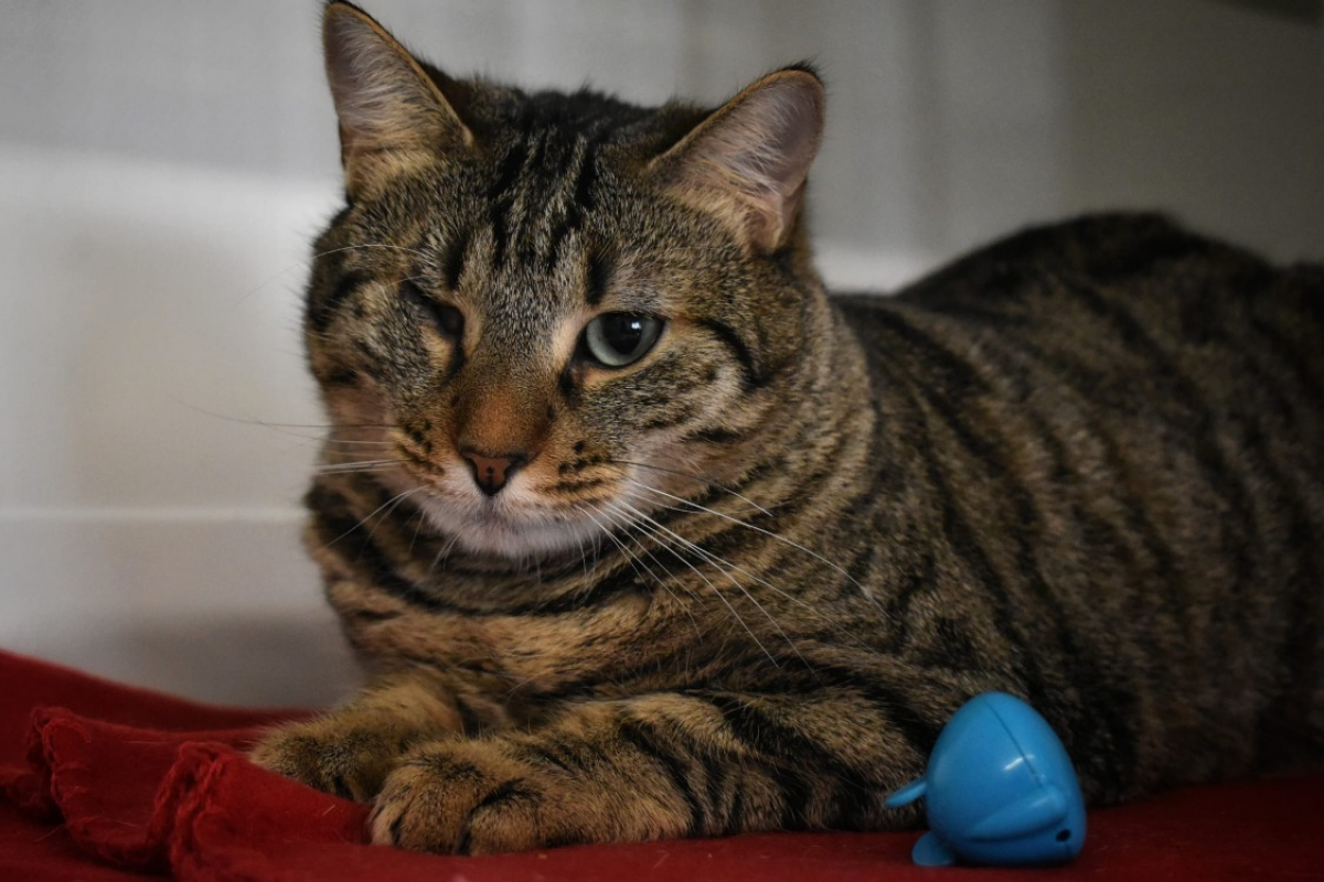 Photo #1 de Luffy *réservé*