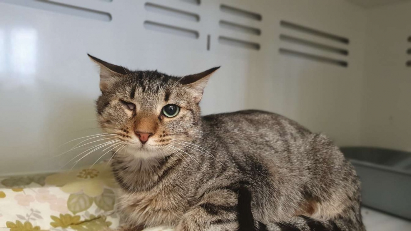 Photo #2 de Luffy *réservé*