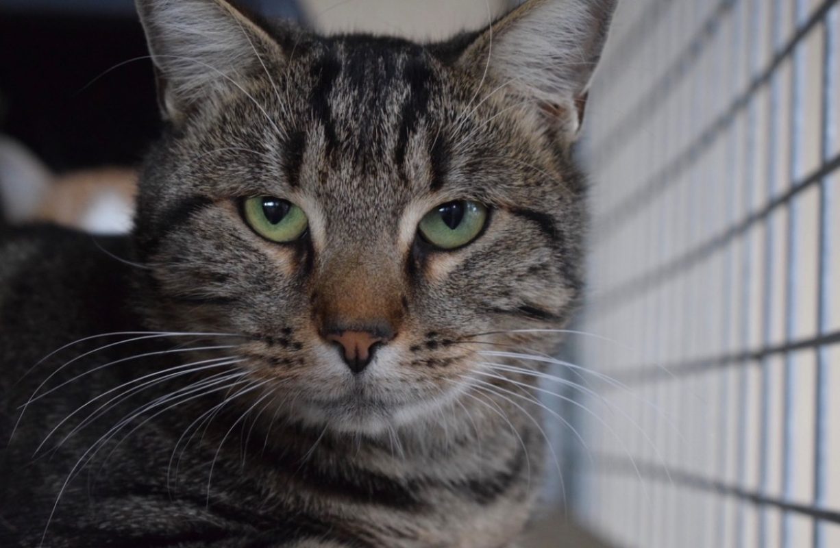 Marcel - Chat Européen à adopter