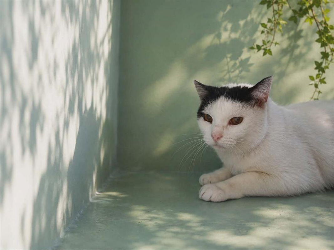 Photo de Minou