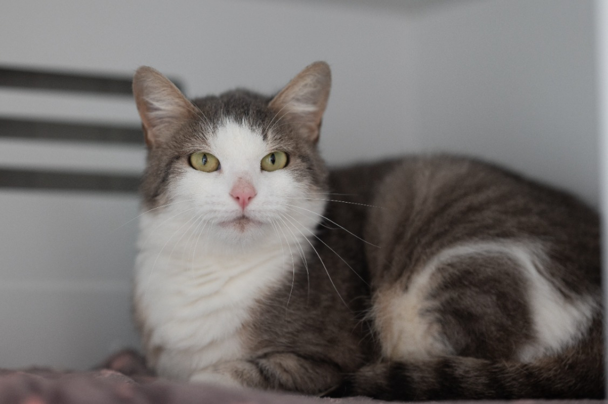 Photo #2 de Gardenia