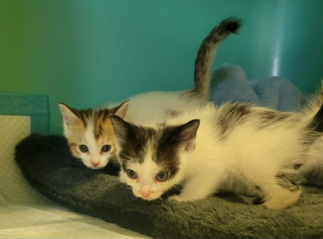 Gustave - Chat Européen à adopter