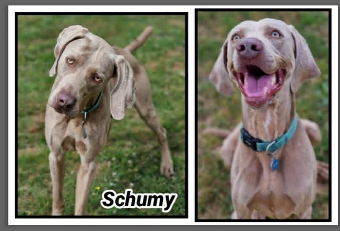 Photo de Schumy