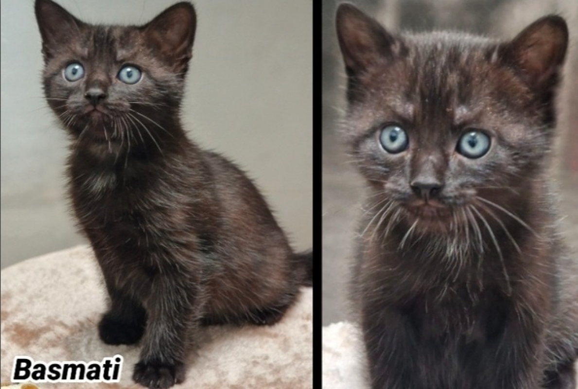 Photo de Basmati