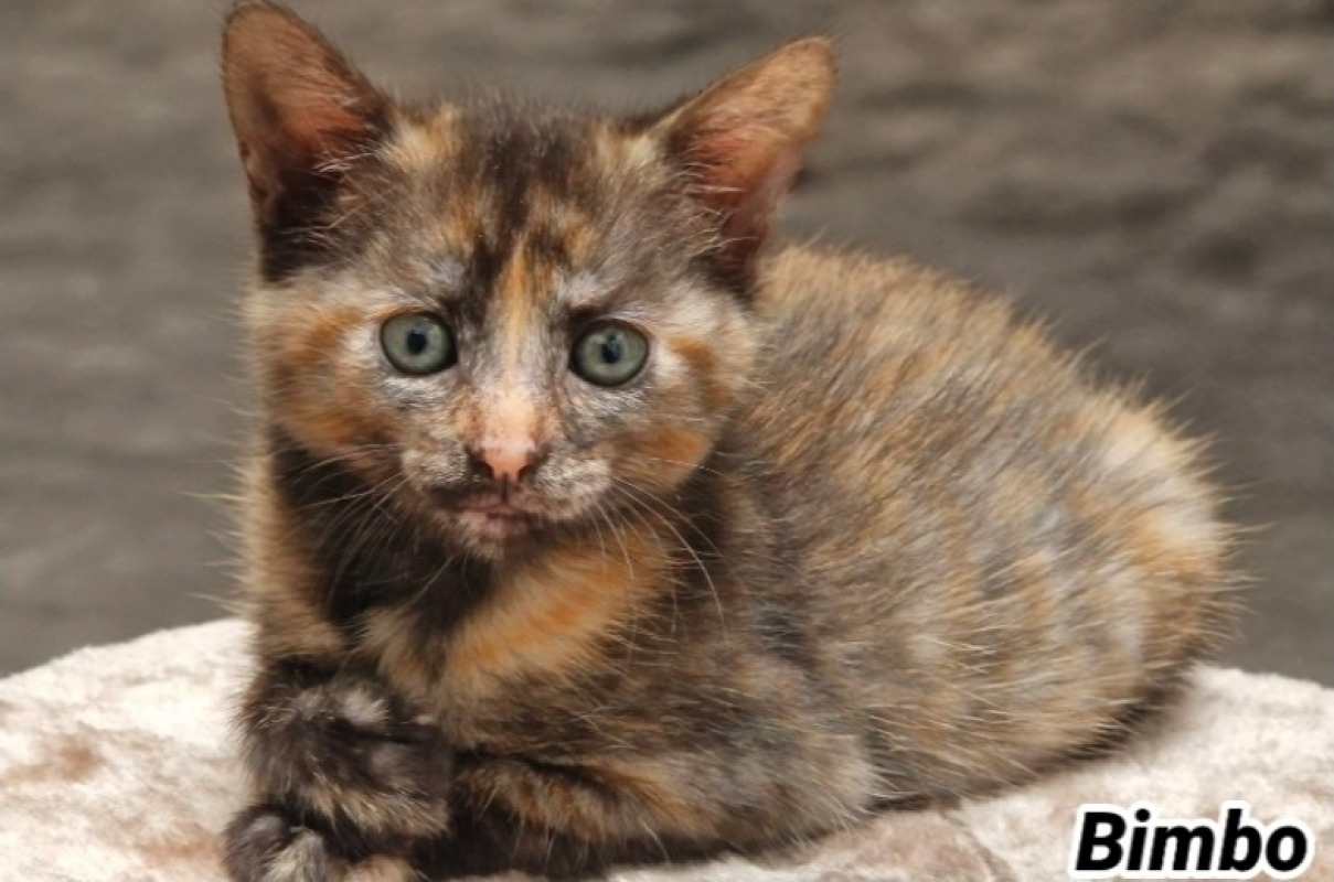 Photo de Bimbo