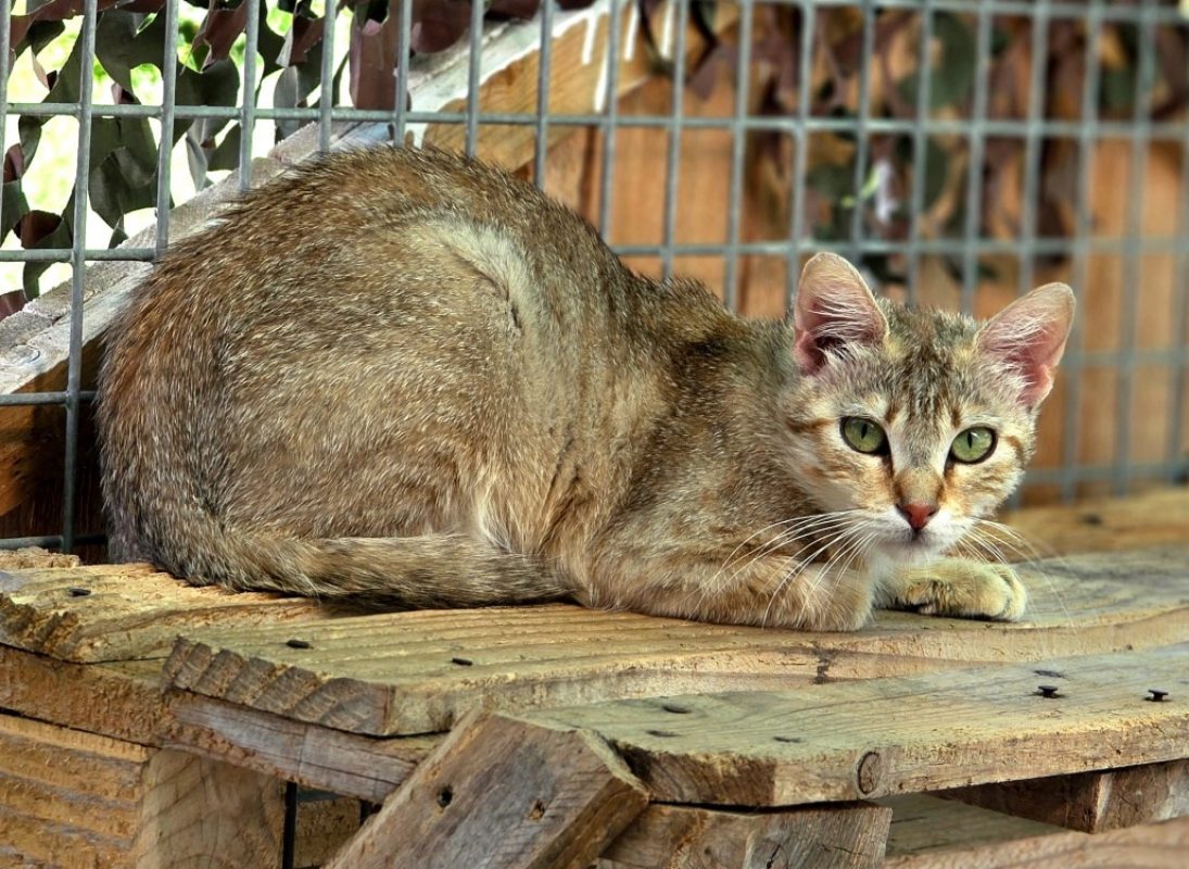 Bayla - Chat Européen à adopter