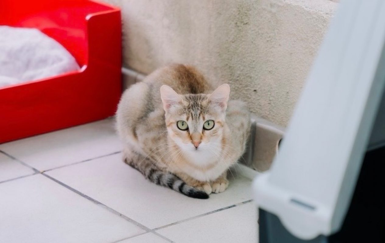 Bayla - Chat Européen à adopter - photo 2