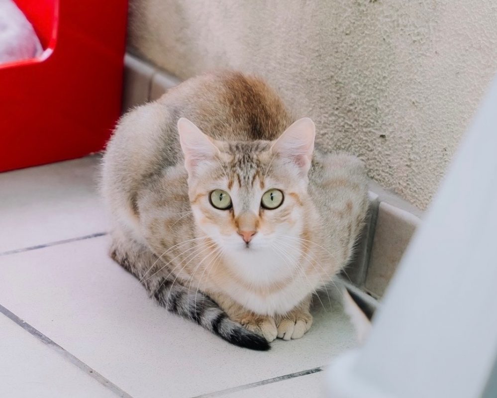Bayla - Chat Européen à adopter - photo 3