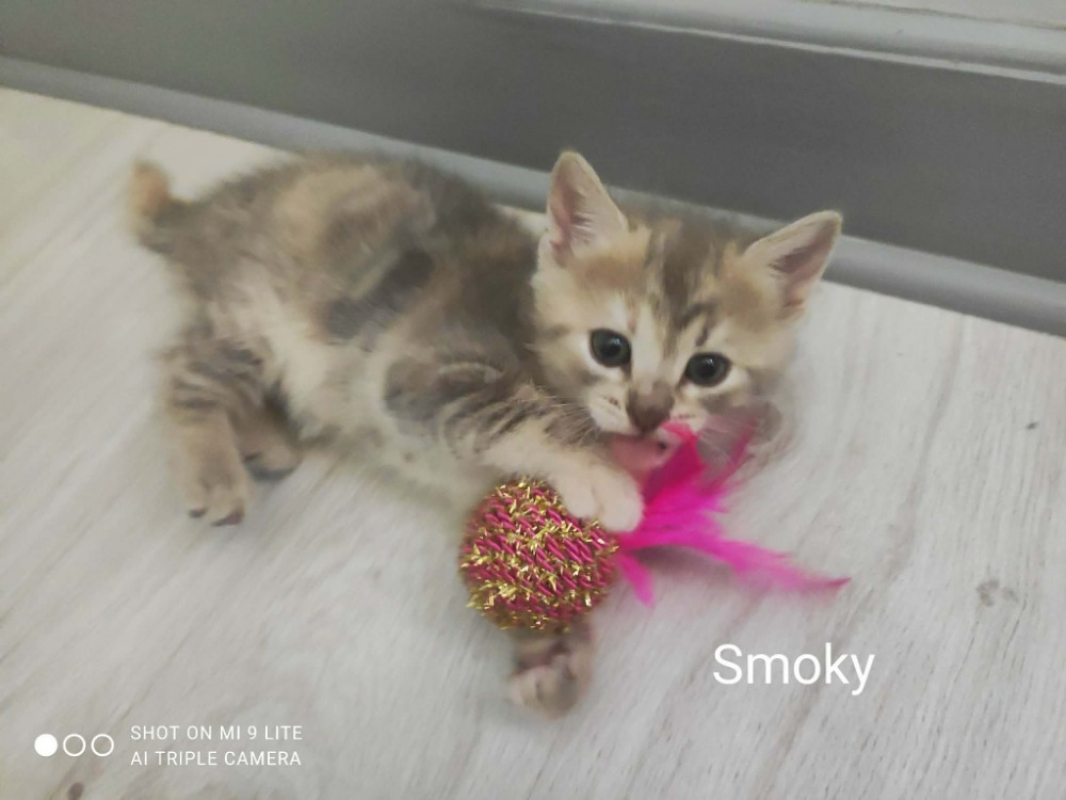 Photo #1 de Smoky