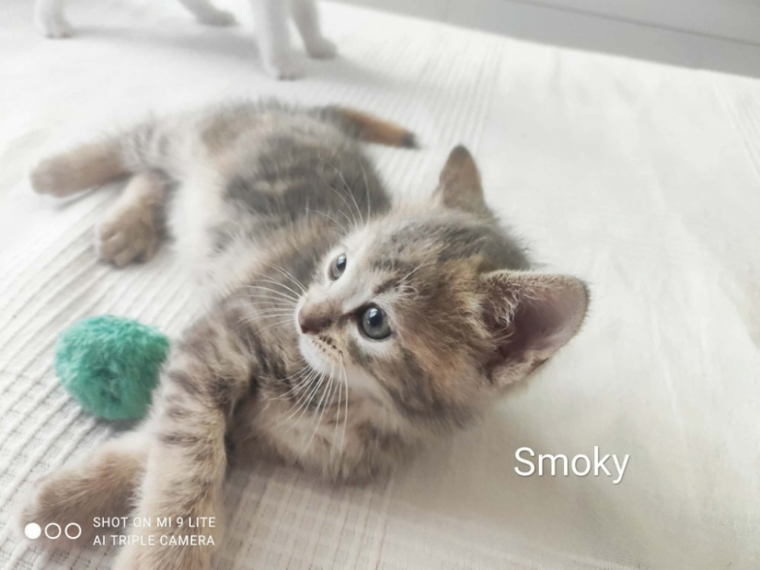 Photo #2 de Smoky