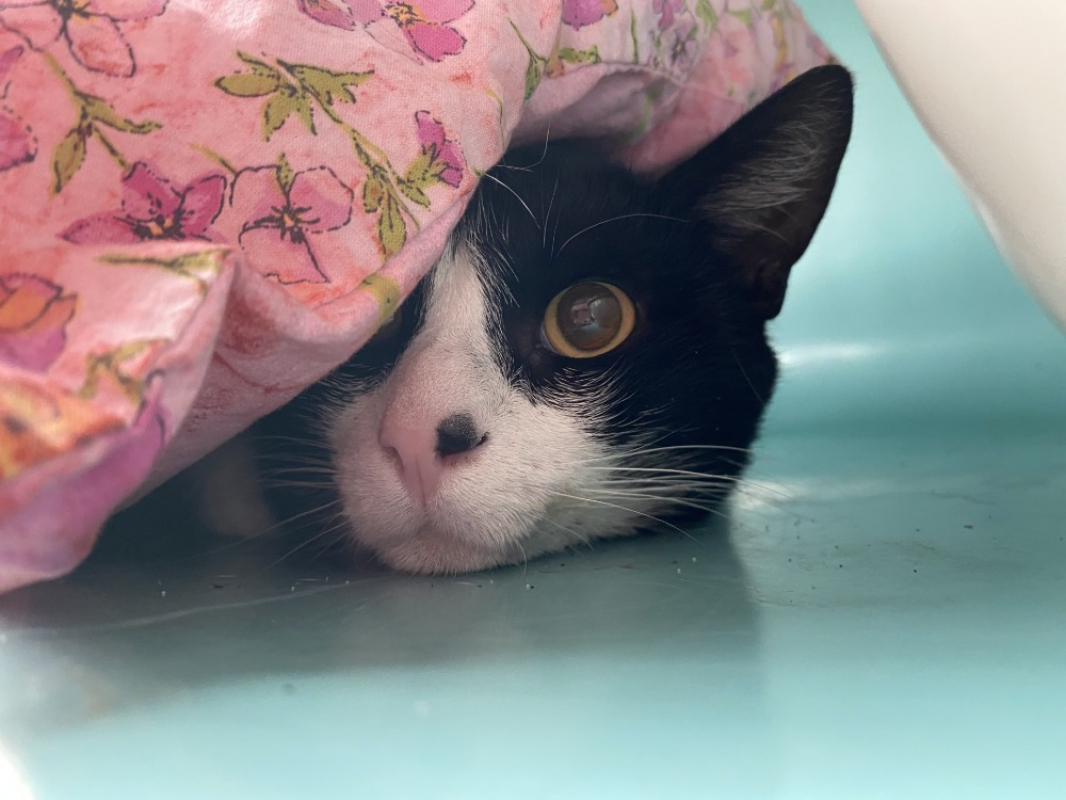 Photo de Oscar