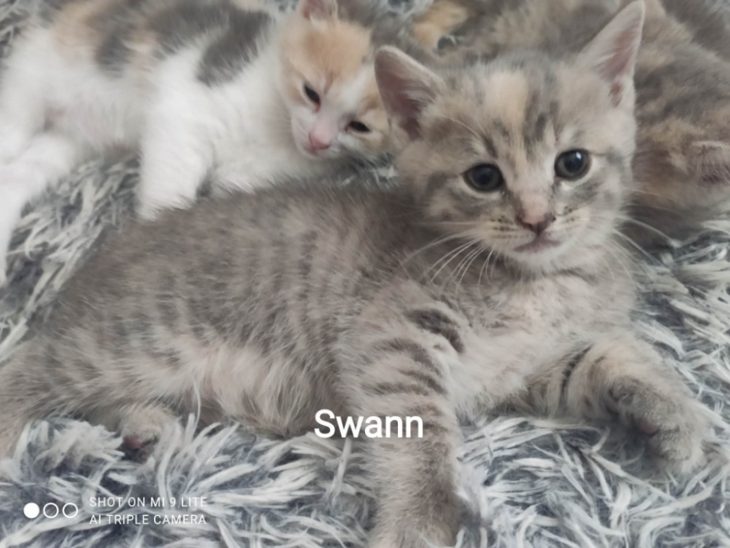 Photo #1 de Swann