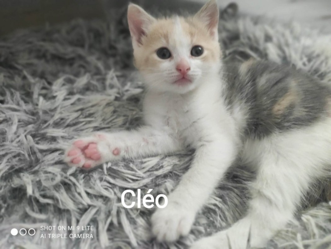 Photo #1 de Cleo