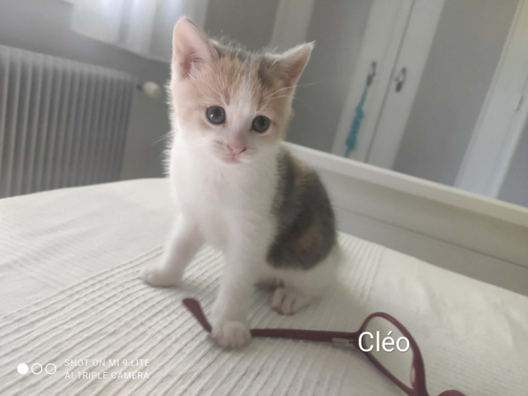 Photo #2 de Cleo
