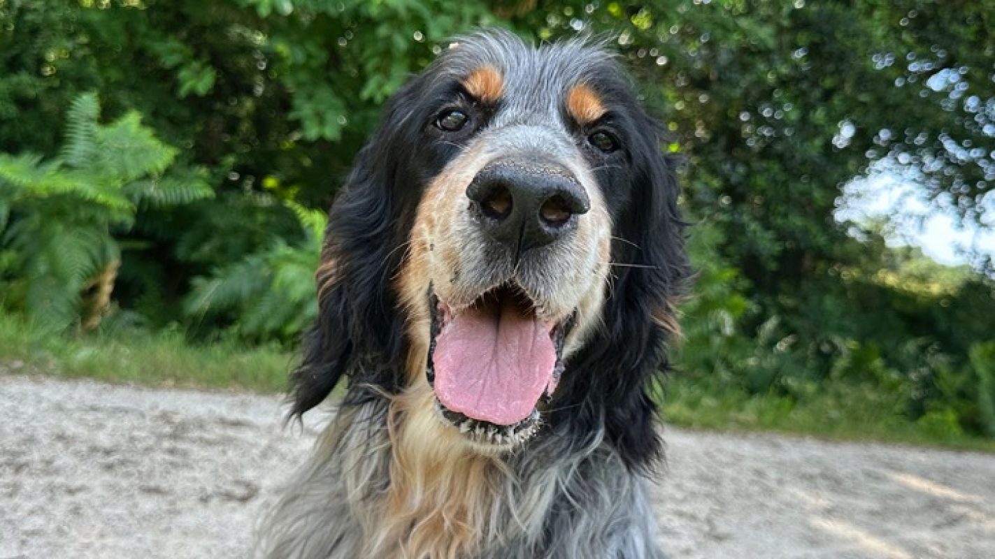 Irun - Chien Setter Anglais à adopter