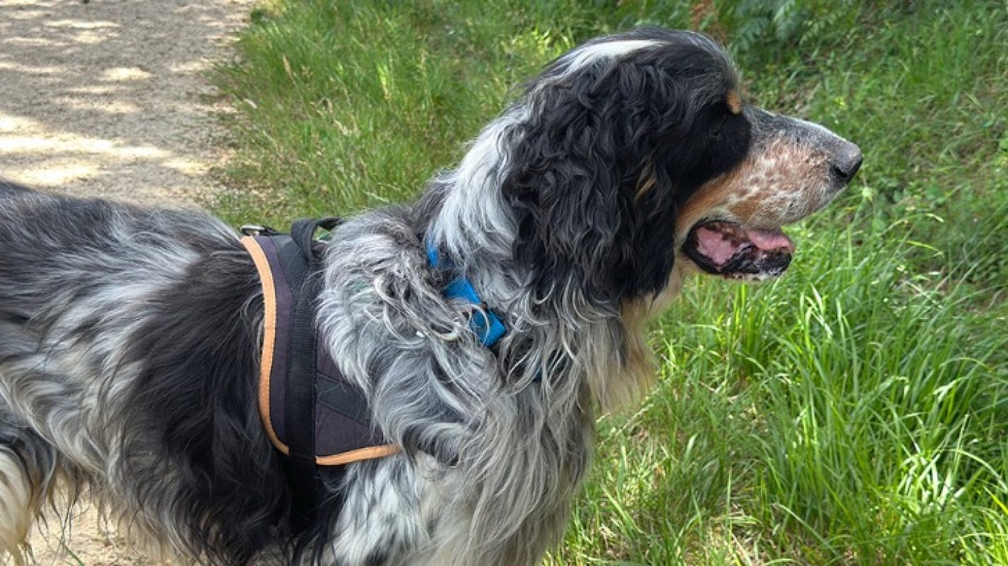 Irun - Chien Setter Anglais à adopter - photo 2