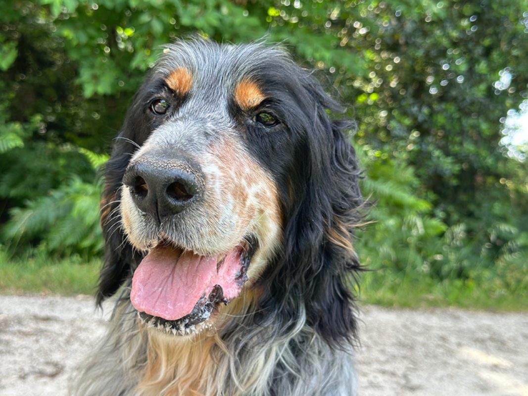 Irun - Chien Setter Anglais à adopter - photo 3