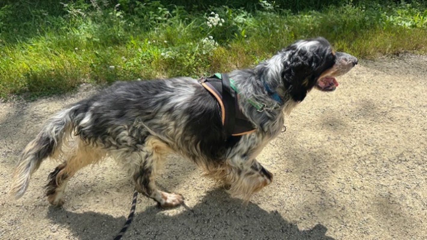 Irun - Chien Setter Anglais à adopter - photo 4