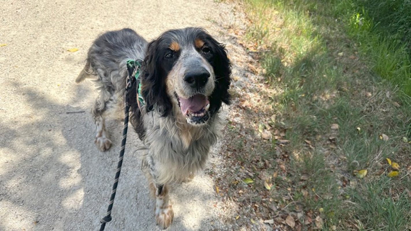 Irun - Chien Setter Anglais à adopter - photo 5