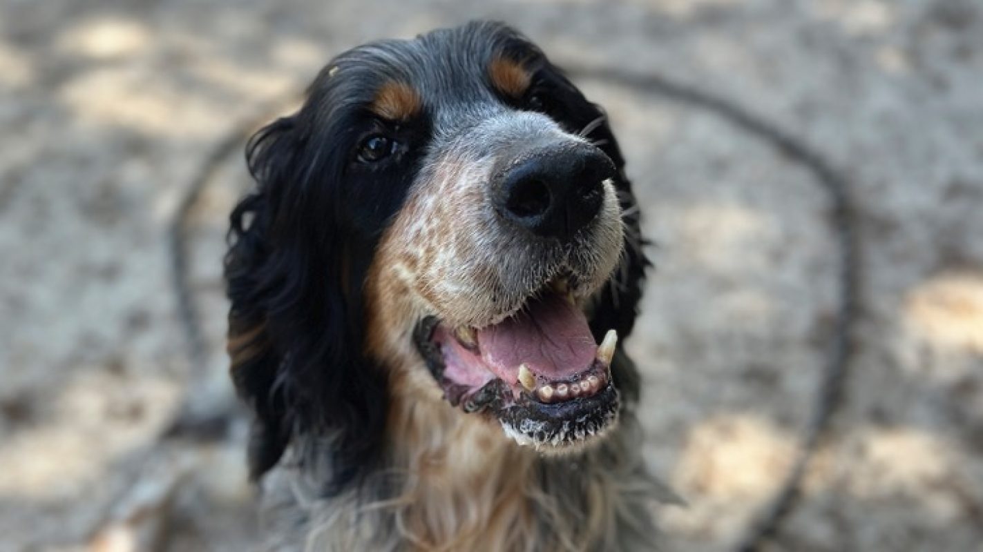Irun - Chien Setter Anglais à adopter - photo 6