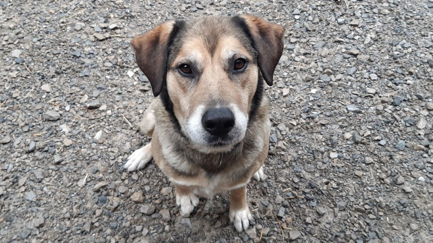 Saez - Chien à adopter