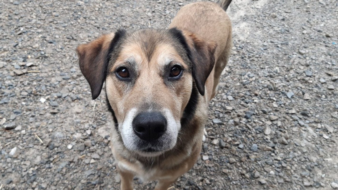 Saez - Chien à adopter - photo 2
