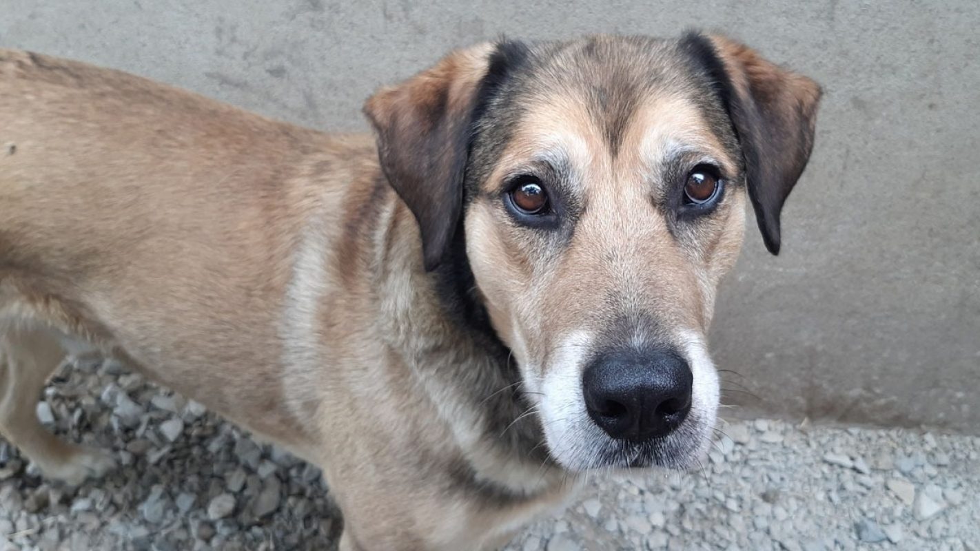 Saez - Chien à adopter - photo 3