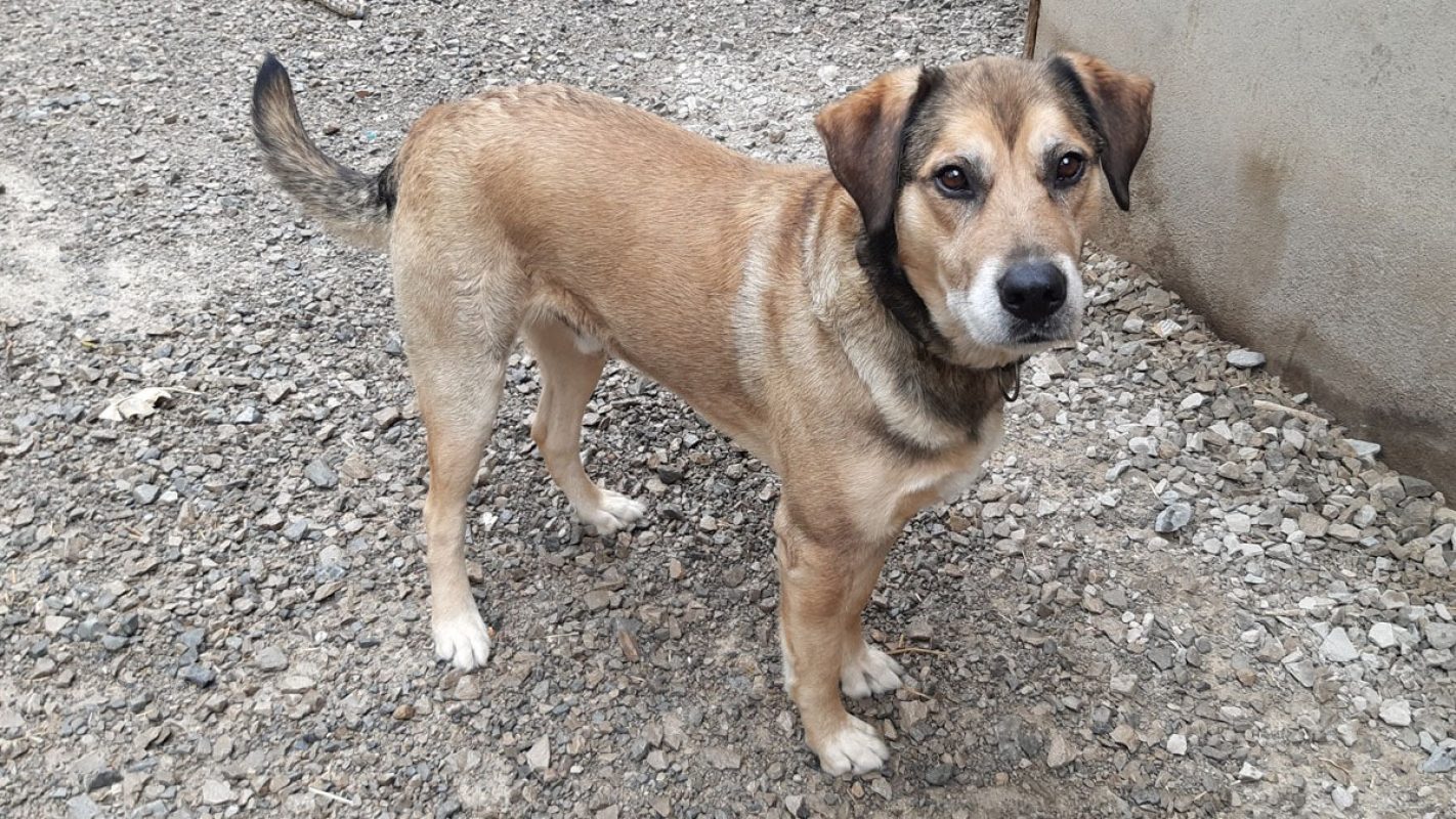 Saez - Chien à adopter - photo 4